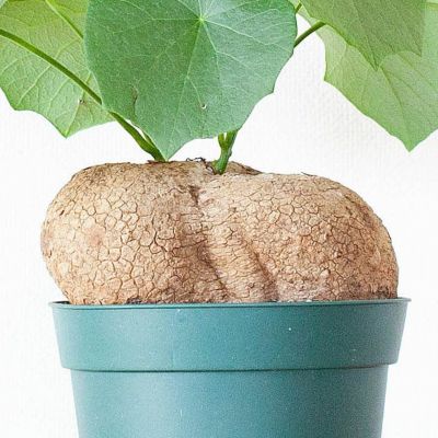 塊根植物ステファニア|主な種類や育て方についてハスノハカズラ属