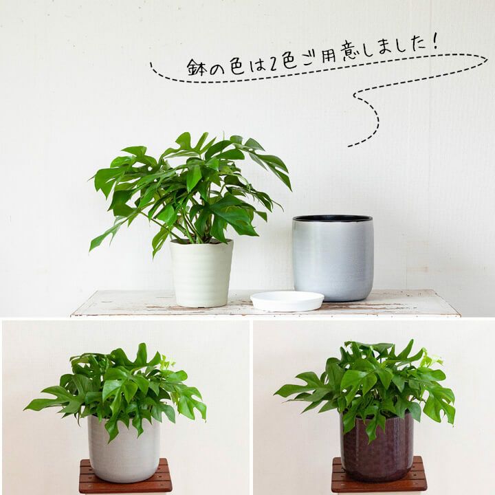 姫モンステラ【陶器鉢＋用土】約3号〜3.5※郵送可 ヒメモンステラ 陶器鉢植え マットブラック塗装鉢(1鉢)受け皿付き 溶岩