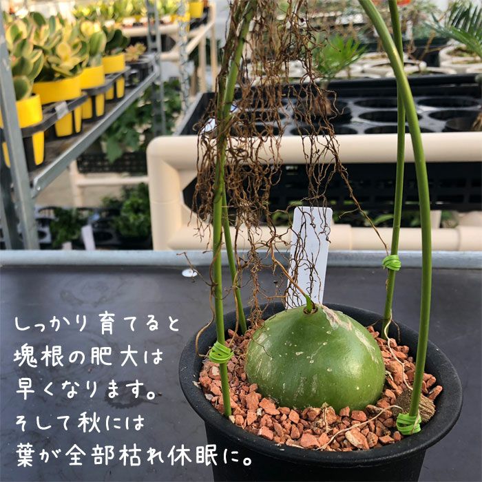 【植物引退】大蒼角殿 植物引退】大蒼角殿