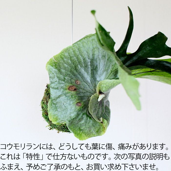 送料無料】コウモリラン・スパーバムの苔玉(ビカクシダ