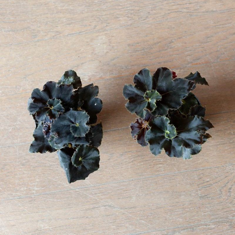 葉が黒っぽい希少種！レックスベゴニア・ダークマンボ｜e-花屋さん