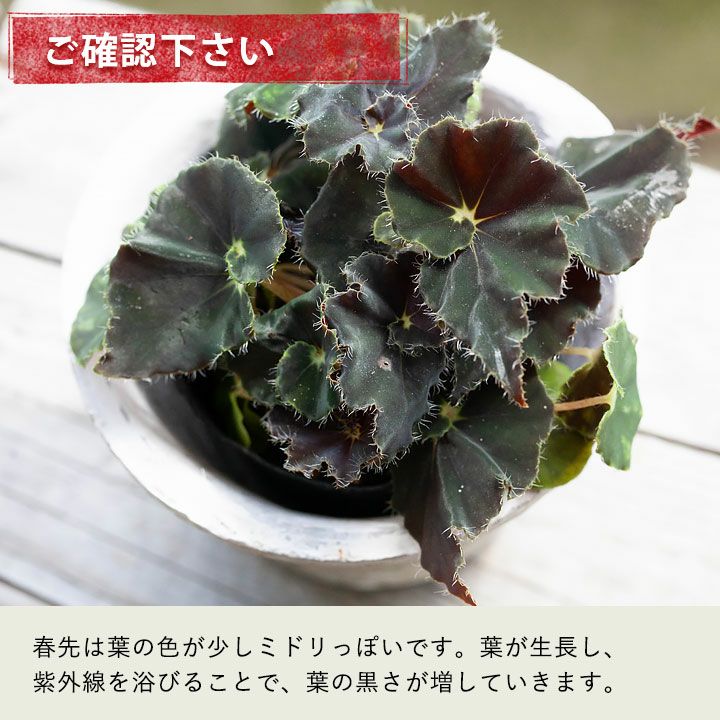 葉が黒っぽい希少種 レックスベゴニア ダークマンボ E 花屋さん 葉が黒っぽい希少種 レックスベゴニア ダークマンボ E 花屋さん