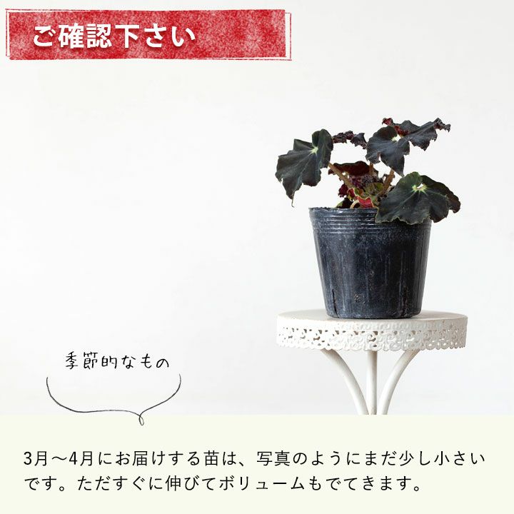 ベゴニア　ダークマンボ　レックスベゴニア 葉が黒っぽい希少種！レックスベゴニア・ダークマンボ｜e-花屋さん