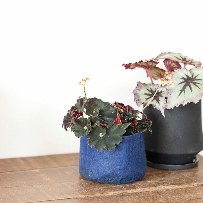 葉が黒っぽい希少種！レックスベゴニア・ダークマンボ｜e-花屋さん