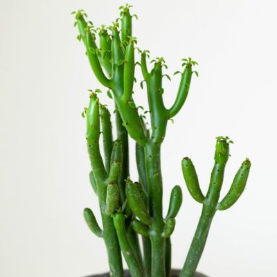 ユーフォルビア　オンコクラータ ユーフォルビア・オンコクラータ（観葉植物）の育て方｜[公式] e