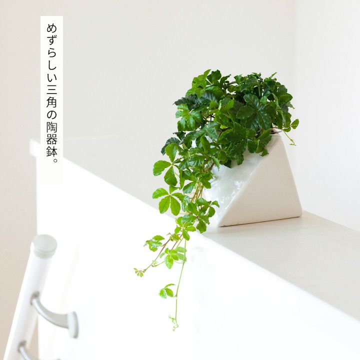 シュガーバイン多面体の陶器鉢 | [公式]e-花屋さん
