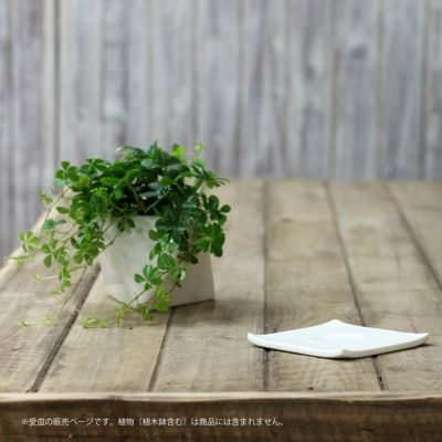 多面体鉢にあうように選んだ、陶器の受皿（直径12ｃｍ）