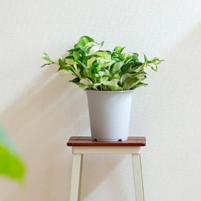 植物一覧 公式 E 花屋さん 本店