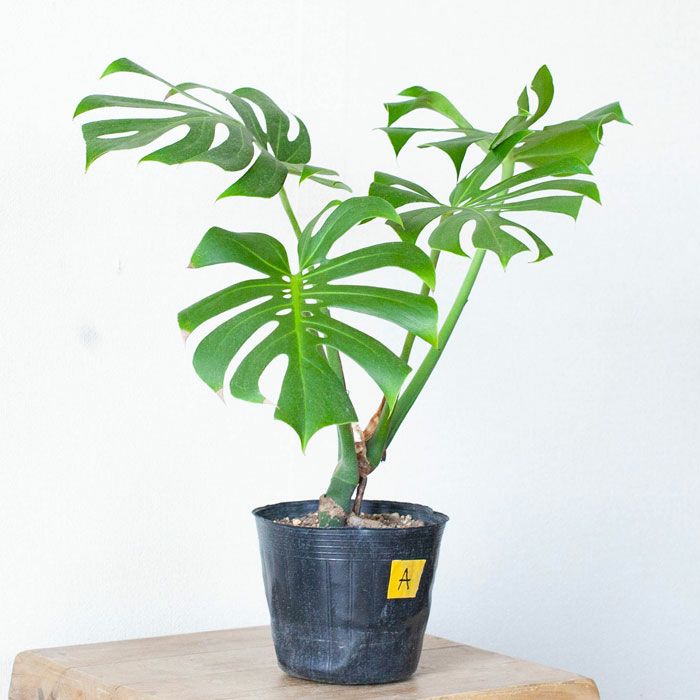 モンステラ・コンパクタ_typeA | [公式]e-花屋さん