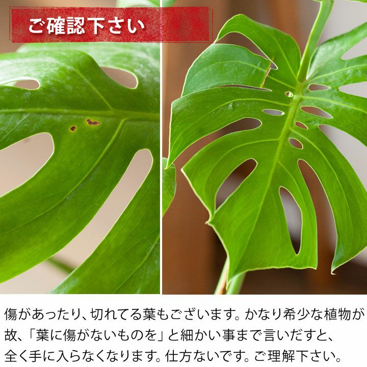 モンステラ・コンパクタ_typeD | [公式]e-花屋さん