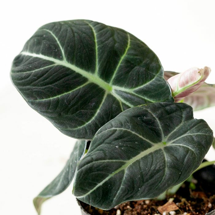 上品スタイル 000000001469-01-l.jpg?t= その他観葉植物