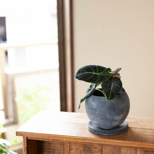 アロカシア ブラックベルベット | ブログ | 愛知の観葉植物なら
