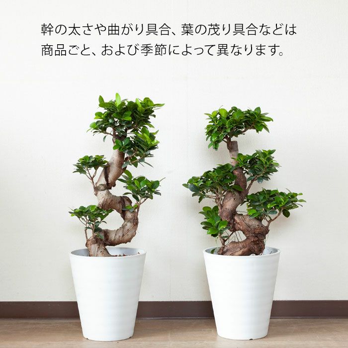 盆栽風『昇り竜ガジュマル』ギフトに人気、縁起よい観葉植物e-花屋