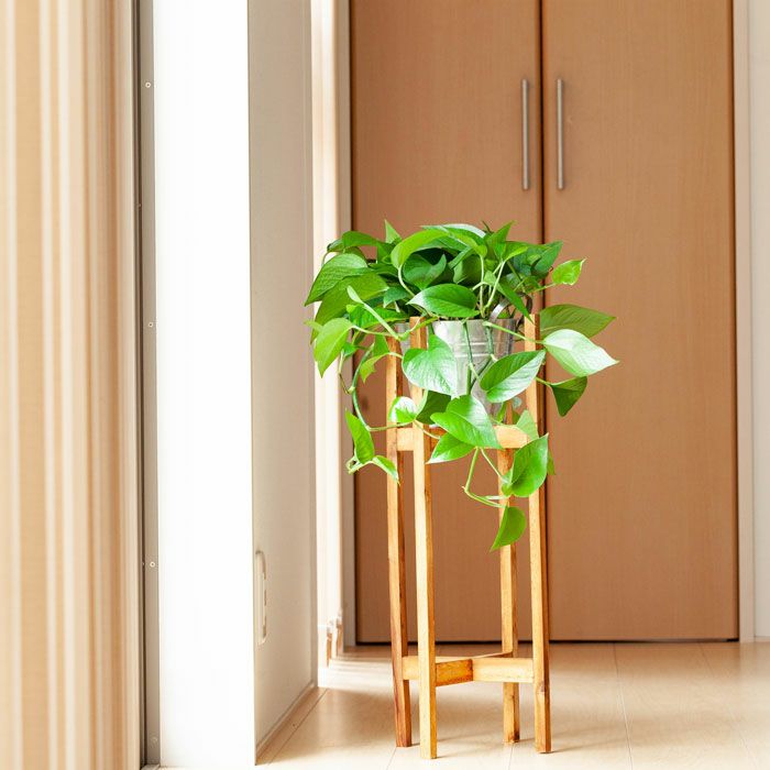 ブルーベリー「鉢植え」での育て方｜おすすめ品種 | 特集