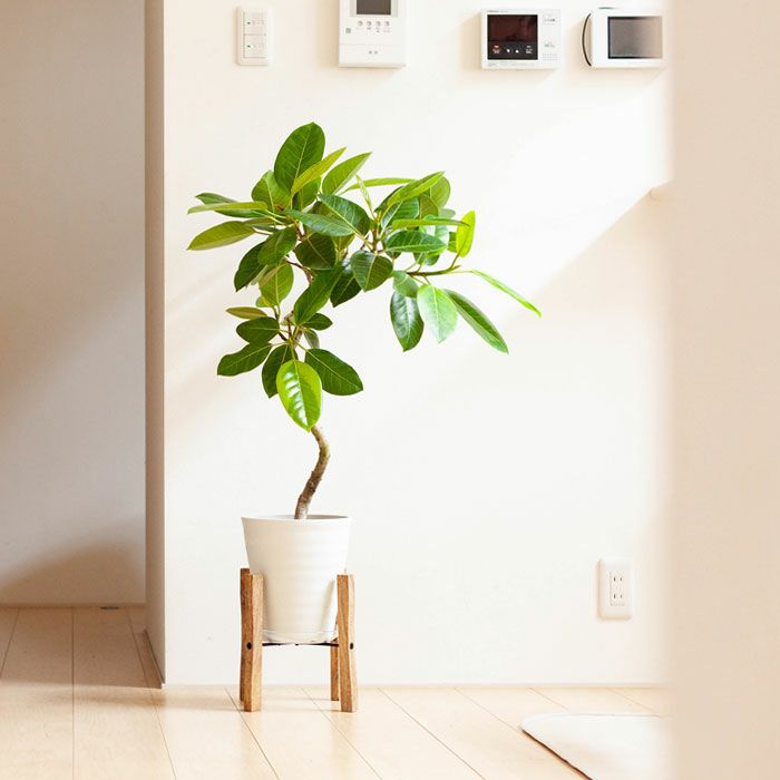 シンプルisベストな 木製スタンド 小 幅25ｃｍ 公式 E 花屋さん