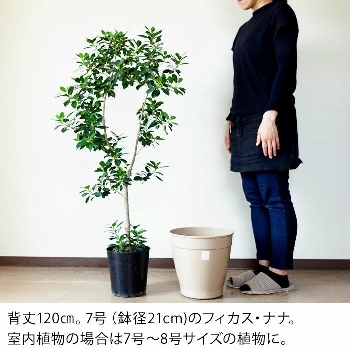 植木鉢（未使用品） 安い 価格フラワー・ガーデニング - 五葉松 [双幹模様木] 大品盆栽