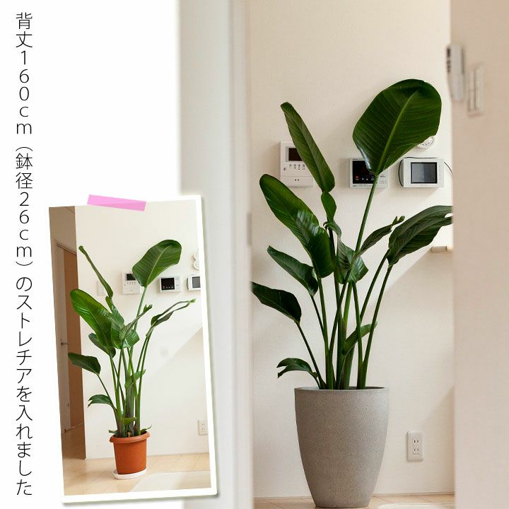 人気メーカー ブランド マットグレーのファイバー植木鉢 8号 9号サイズ向け Mg36 Onyxsecurity Com Pk
