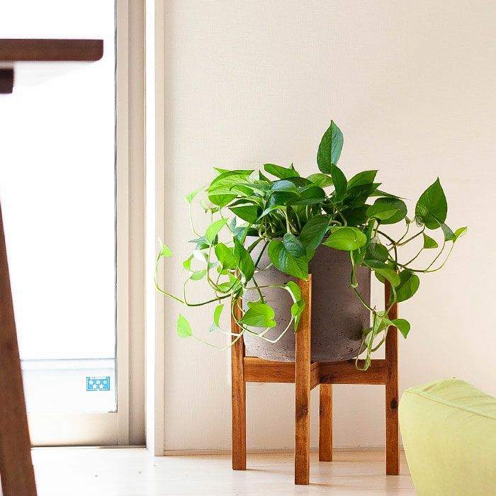 観葉植物を置く台 スタンド 木製 アイアン35種 E 花屋さん