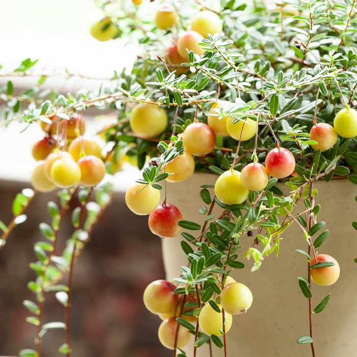 ブルーベリー「鉢植え」での育て方｜おすすめ品種 | 特集