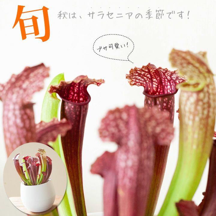 マニアでなくても 育てたい 初心者にもお勧めのサラセニア 公式 E 花屋さん マニアでなくても 育てたい 初心者にもお勧めのサラセニア 公式 E 花屋さん