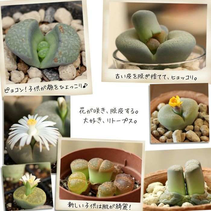 リトープス属 Lithops 品種mix育て方付き 脱皮する珍しい多肉