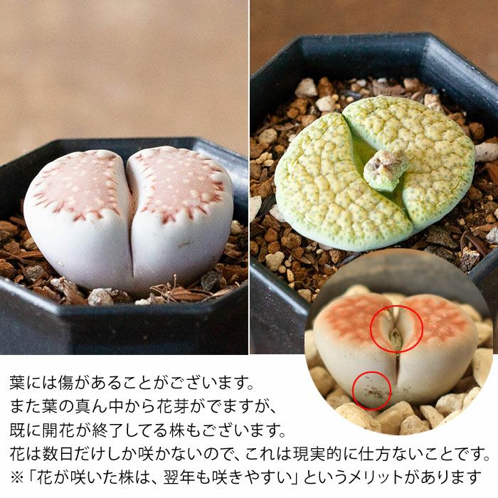 多肉植物 リトープス 公式 E 花屋さん