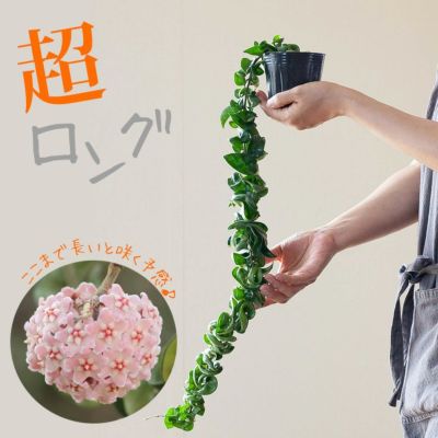 観葉植物『ホヤ』カルノーサ他21種！花、育て方｜サクララン属