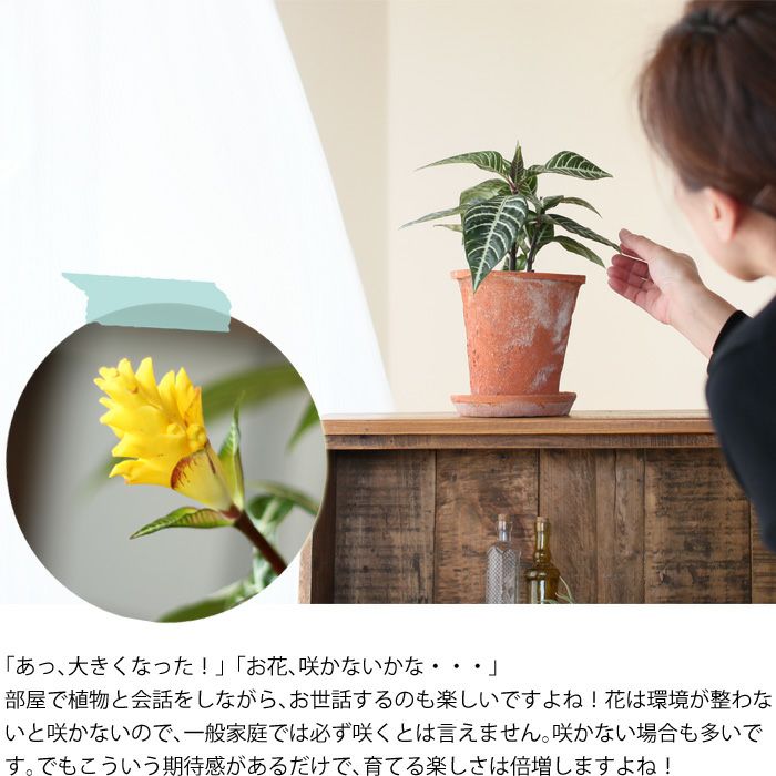 アフェランドラ ダニア トロピコ 3号苗 公式 E 花屋さん アフェランドラ ダニア トロピコ 3号苗 公式 E 花屋さん