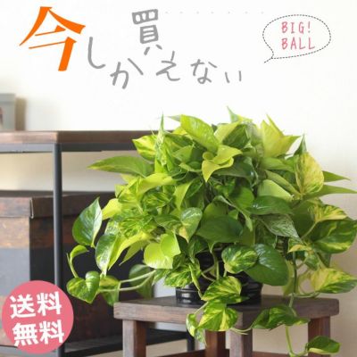 送料無料 限定65鉢 ポトスボール 寄せ植えですよ 公式 E 花屋さん