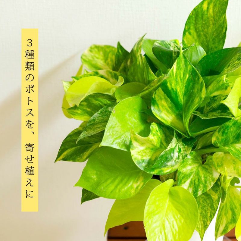 3種類のポトスの葉