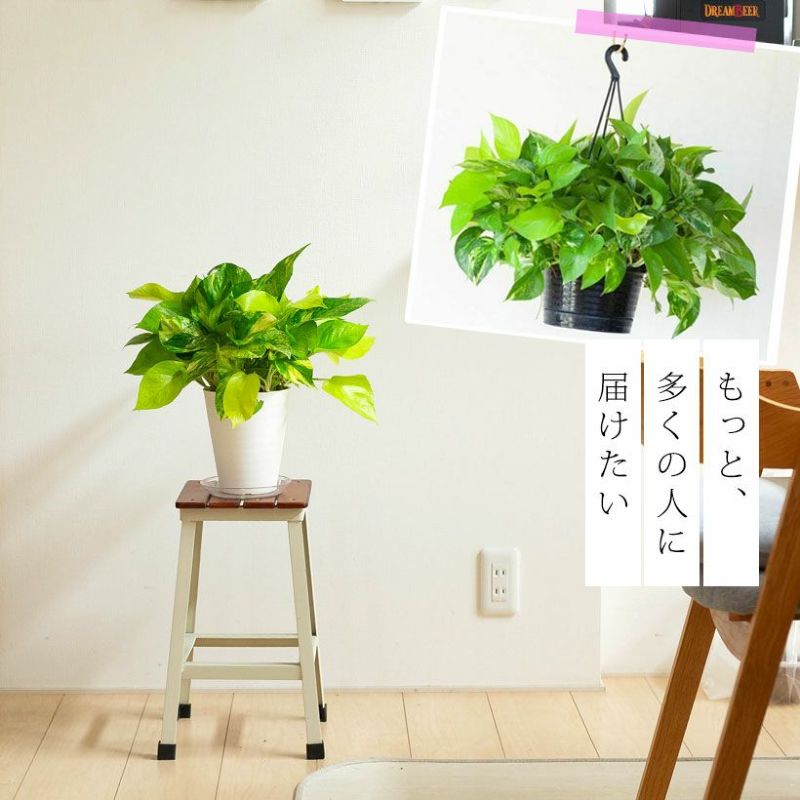 ポトスボールをリビングに飾った写真