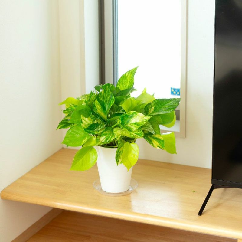 寄せ植えのこだわり