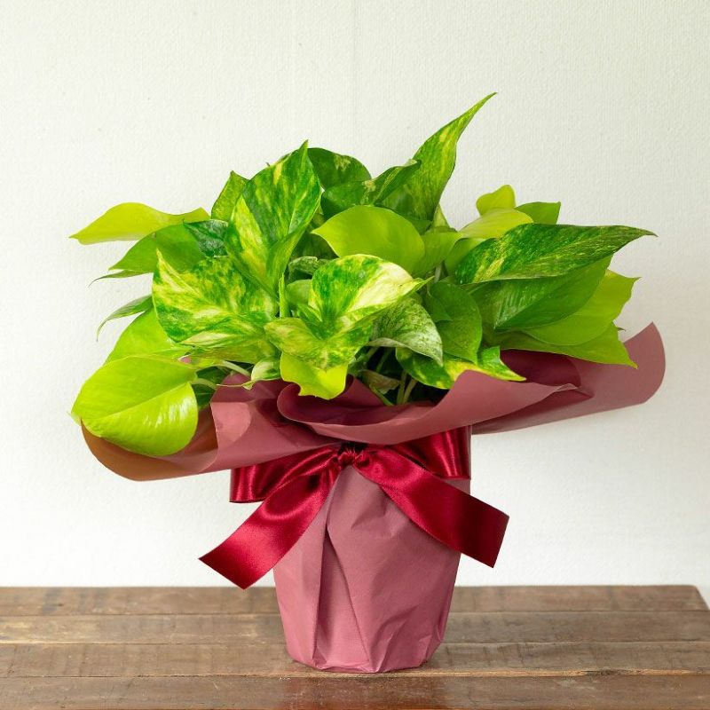 ラッピングイメージ