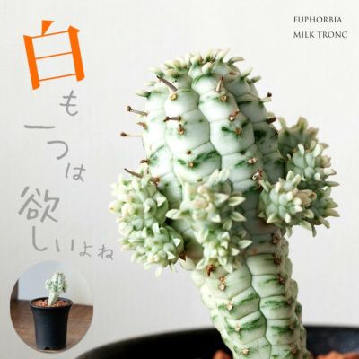 多肉植物ユーフォルビア・ミルクトロン（別名：白樺麒麟（シラカバ