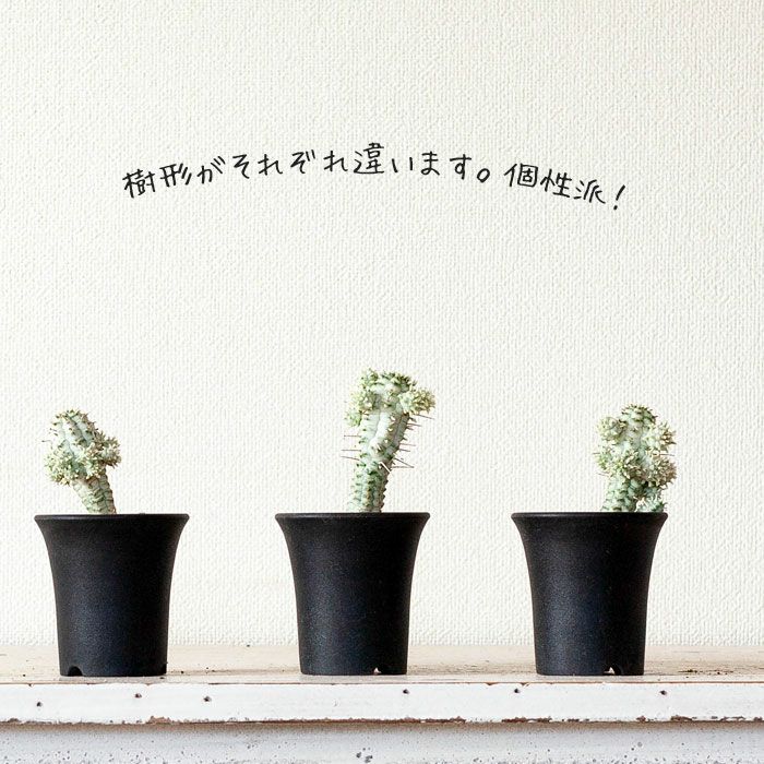 パステルカラー? ユーフォルビア族❤︎.* ミルクトロン パステルカラー? ユーフォルビア族❤︎.* ミルクトロン