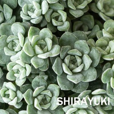 多肉植物  白雪ミセバヤ_(^O^) ミセバヤ 白雪(白雪ミセバヤ) 【花苗 2.5～3号ポット グランド