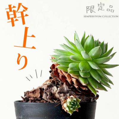 多肉植物・取扱い実績｜[公式] e-花屋さん 本店