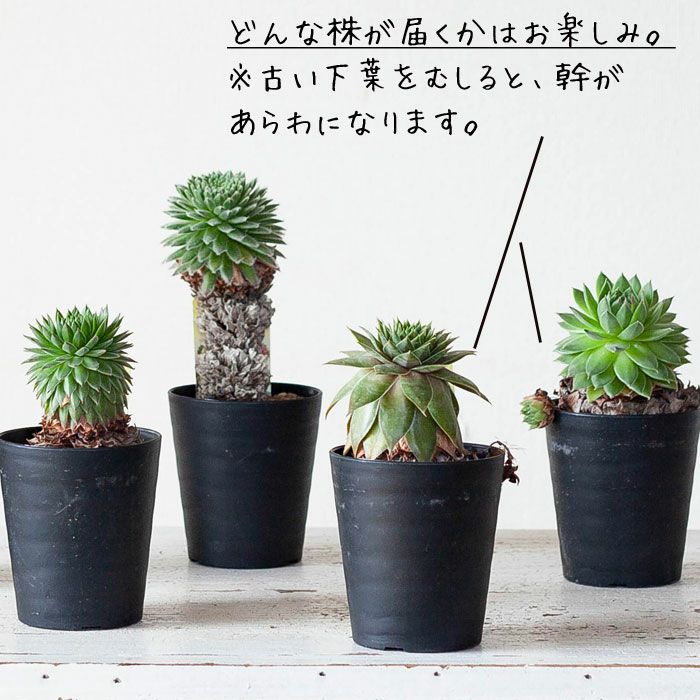 センペルビウム 幹上がり 個性たっぷり限定品 公式 E 花屋さん センペルビウム 幹上がり 個性たっぷり限定品 公式 E 花屋さん