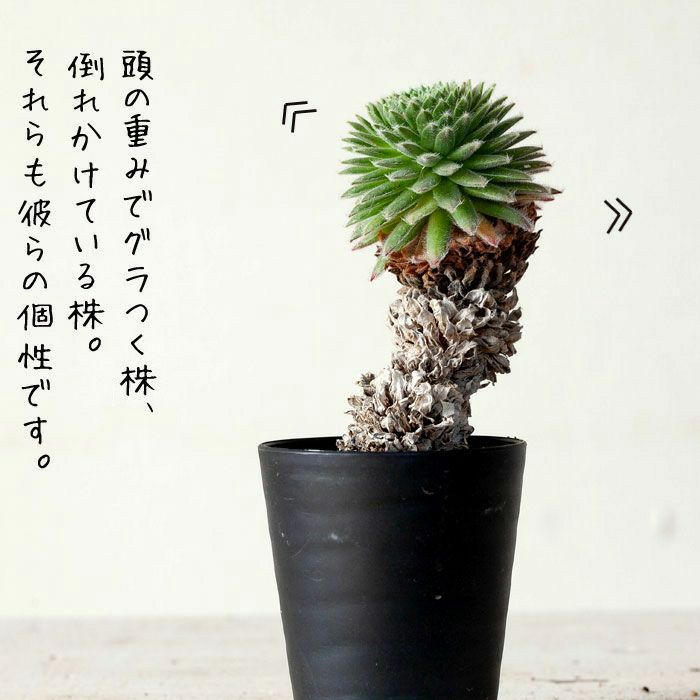 センペルビウム「幹上がり」個性たっぷり限定品！ | [公式]e-花屋さん