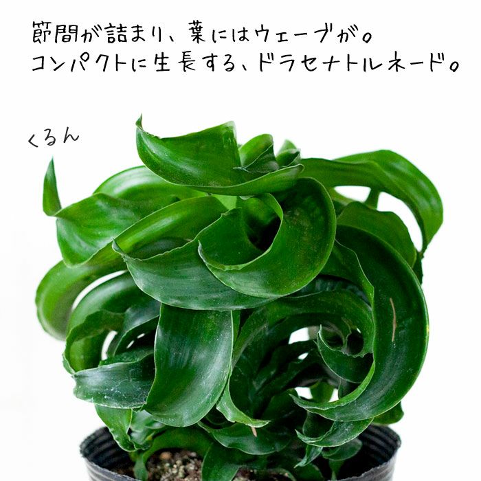 ドラセナ トルネード5号苗 公式 E 花屋さん