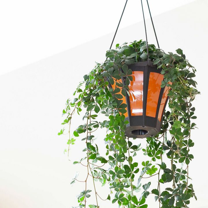 長いツルの吊り下げ観葉植物：パルテノシッサスシュガーバイン