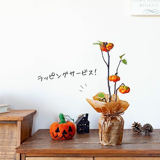 手軽にハロウィン♪ソラナム・パンプキンかぼちゃ | [公式]e-花屋さん