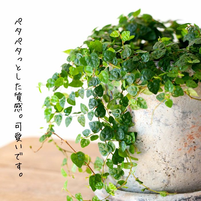 フィカス プミラ ミニマ のボリューム苗 公式 E 花屋さん フィカス プミラ ミニマ のボリューム苗 公式 E 花屋さん