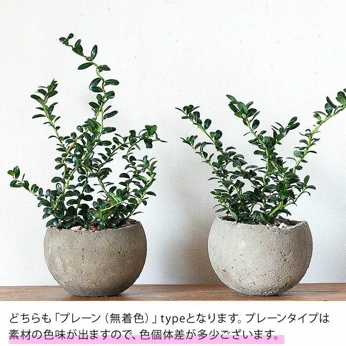 雲竜ツゲ（スパイラルドラゴン）in手作りボールPOT | [公式]e-花屋さん