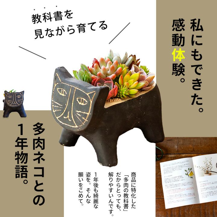 ❤️多肉植物❤️そのまま飾れる寄せ植え❤️スイカねこちゃん❤️ 今年、葉挿しから育てた多肉ちゃんを寄せ植えしました🪴 10月29