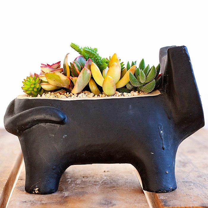 多肉植物の寄せ植え通販「可愛いネコ鉢」プレゼントにも人気! 多肉植物の寄せ植え通販「可愛いネコ鉢」プレゼントにも人気!