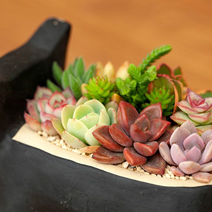 多肉植物の寄せ植え通販「可愛いネコ鉢」プレゼントにも人気! 多肉植物の寄せ植え通販「可愛いネコ鉢」プレゼントにも人気!
