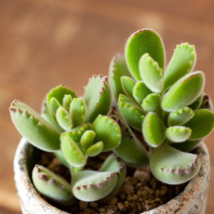 多肉植物 コチレドン 熊童子 ハートマーク入り｜観葉植物