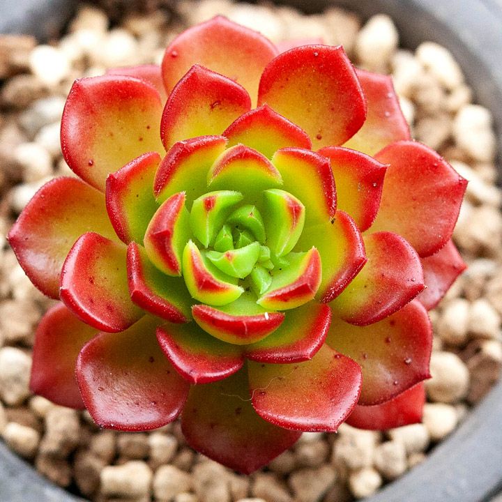 cozy様ご確認用 レディジア 多肉植物