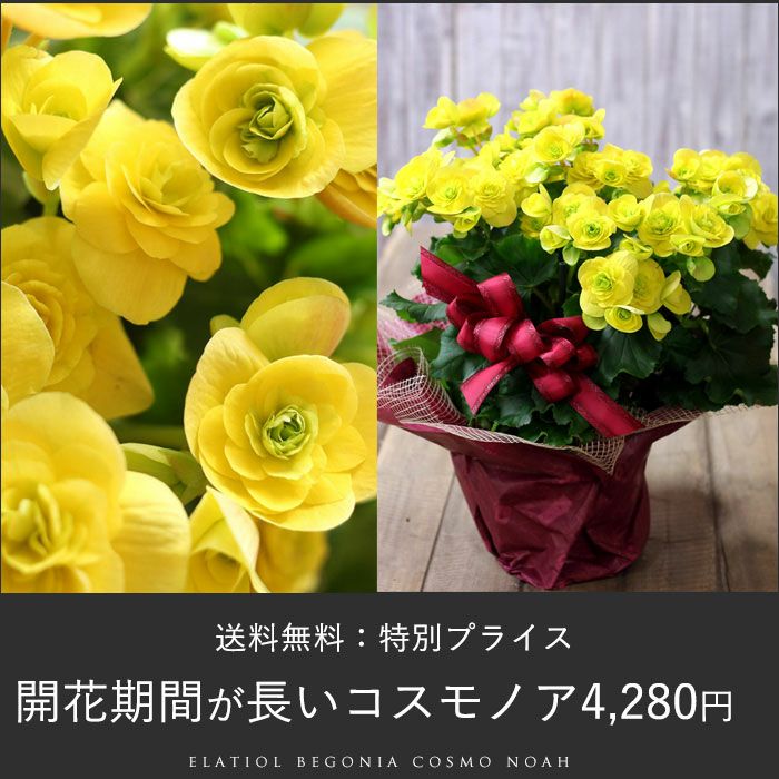 リーガースベコニア